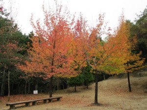 書写山の紅葉